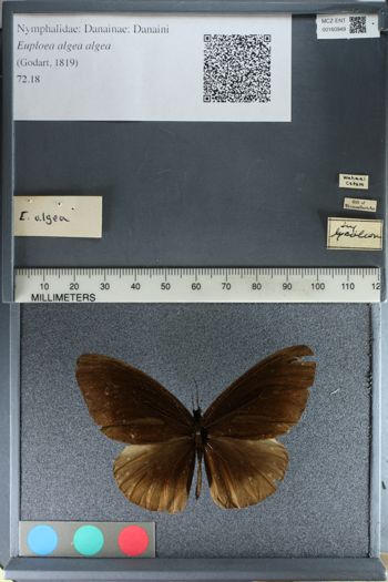 Media type: image;   Entomology 160949